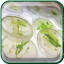 Phytoplankton Cultures